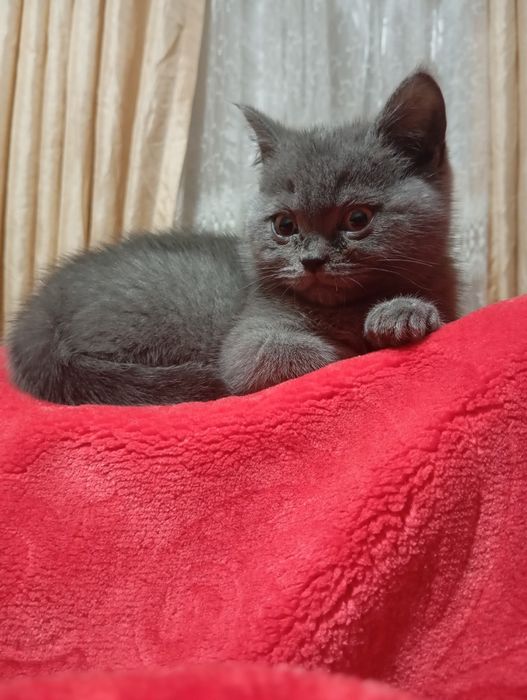 Scottish straight mushuk sotiladi