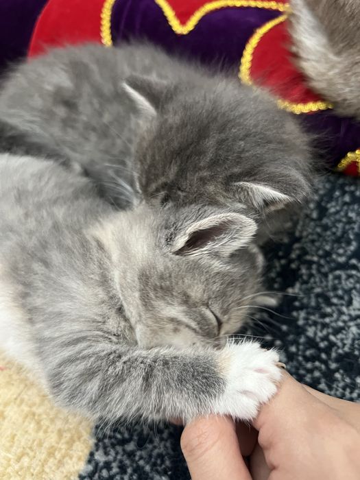 Отдам котят в хорошие руки:)