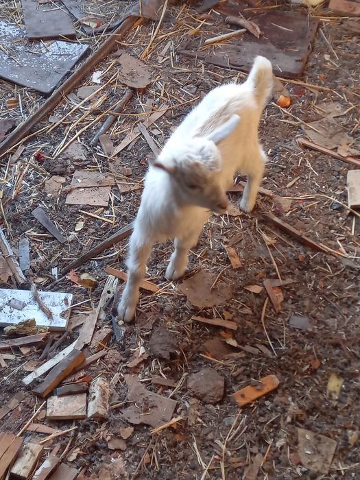 Козы породистые красивые