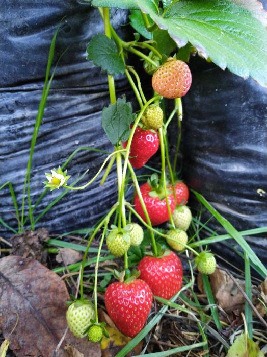 Ягоди разсад - лятна кампания