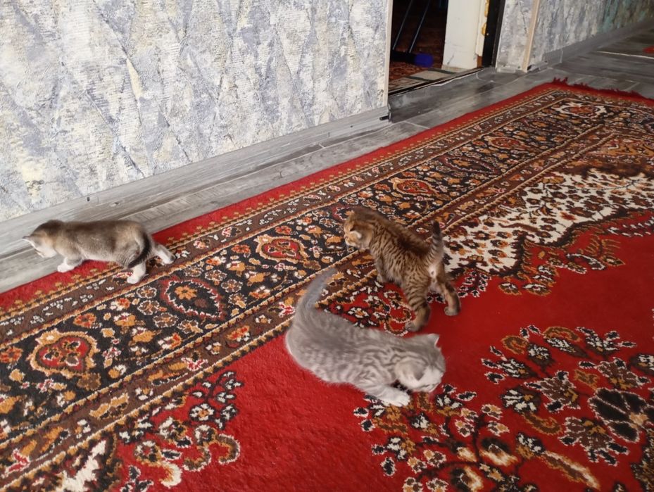 Продам Щенков 2 мальчик 1 девочка