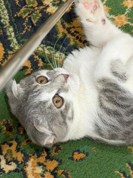 Котёнок шотландский