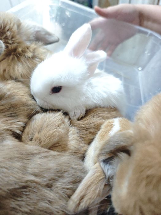 Куён сотилади баран