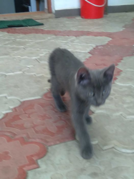 Donez pui pisica