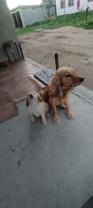 Спаниель девочка