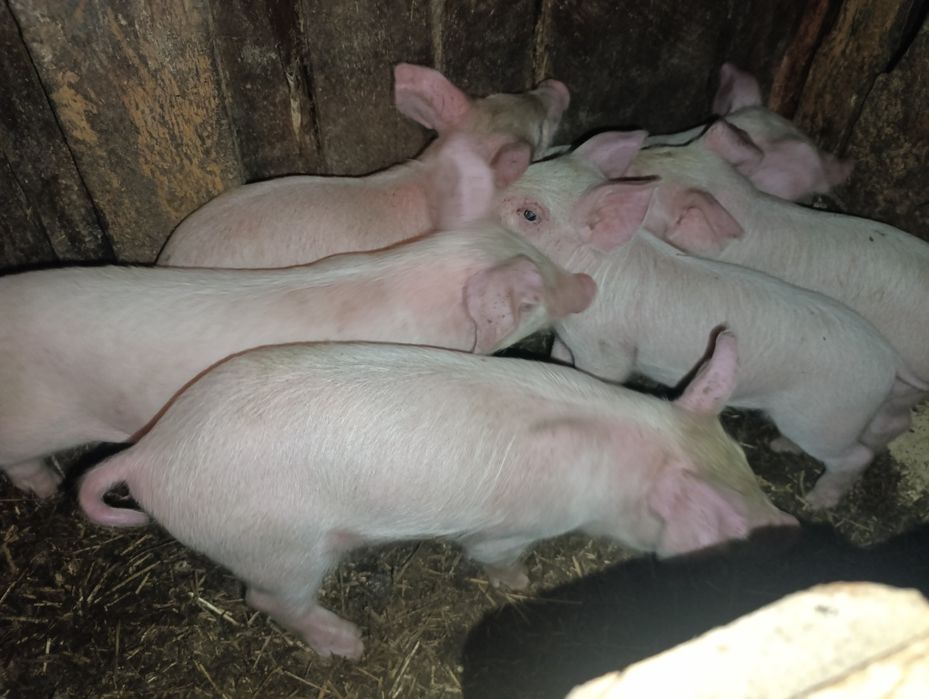 Продам месячных поросят