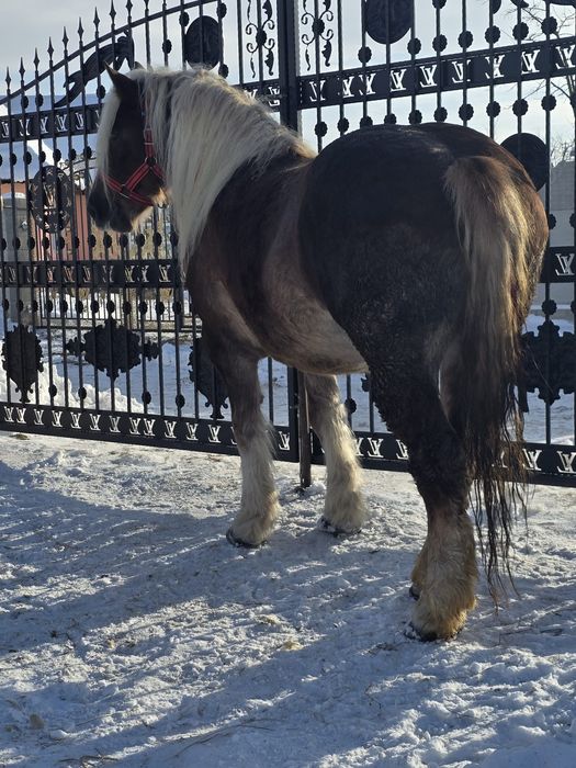 Vând mânză de 4 ani.