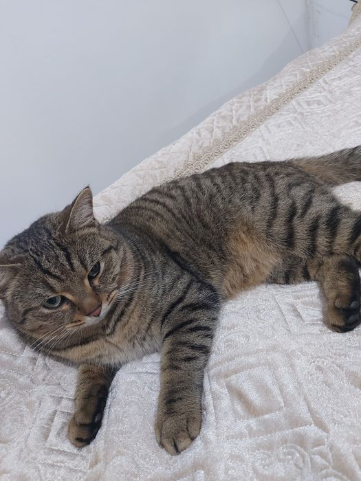 Кошка 1 годный ..