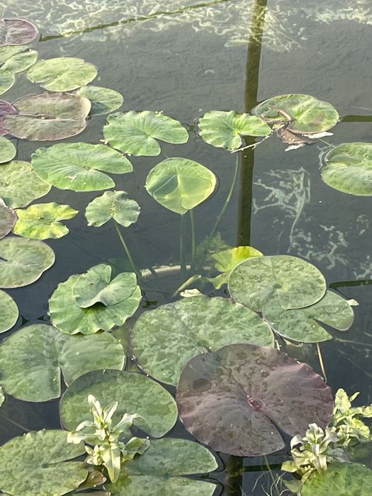 Лилия, лотус, нилуфар гул