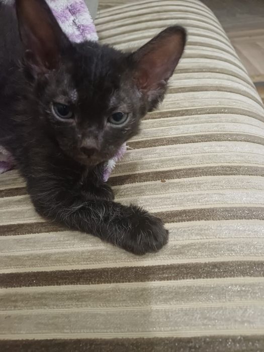 Катя а канадский сфинкс браш