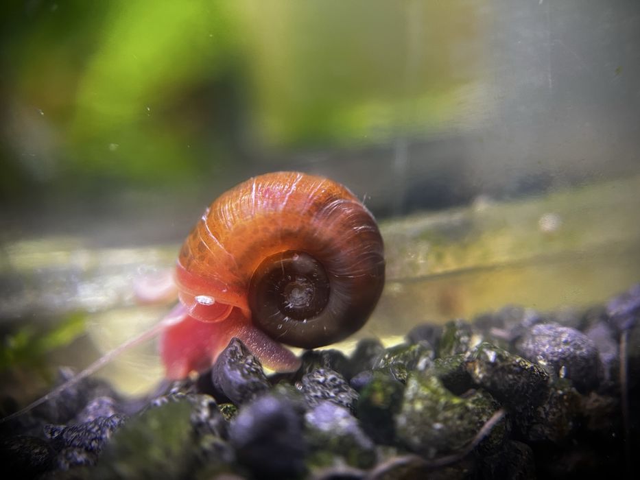 20 + 8 gratis Mix neocaridina creveti Blue Red Yellow Orange Sakura