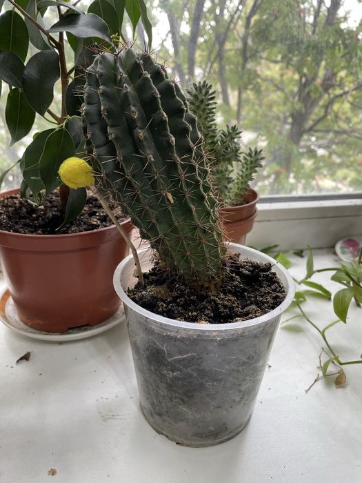 Кактус и оленьи рожки