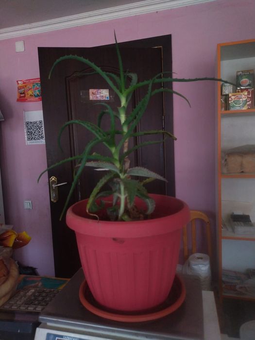 Продам комнатные цветы