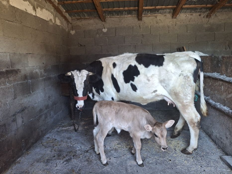 Vaca junica de vânzare cu tot cu vita de 3 săptămâni