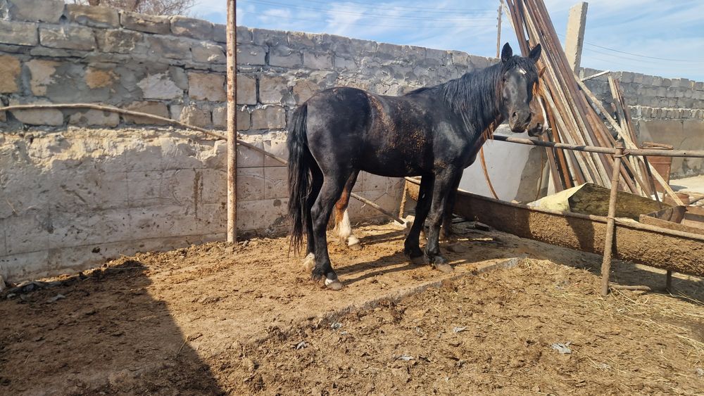 Продам лошадей с откорма 2 гол.