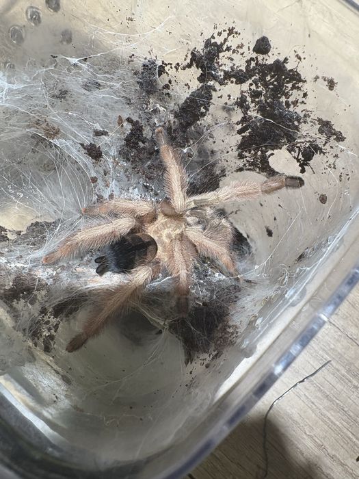 Срочно! в продаже Poecilotheria ornata L9