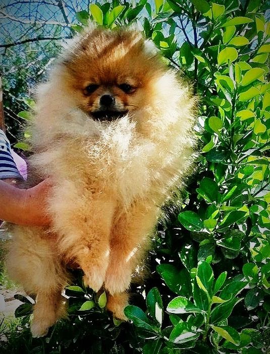 Щенки померанского шпица