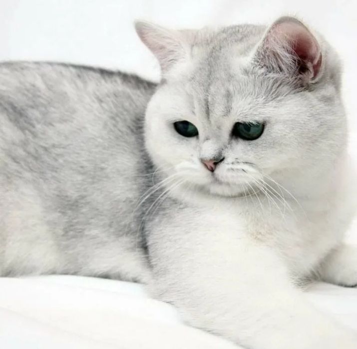 Вязка кота шиншиллы.