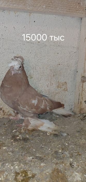 Голуби молодые по игре