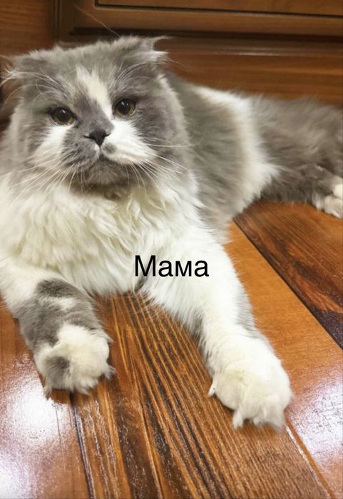 Продается котьят хейланд