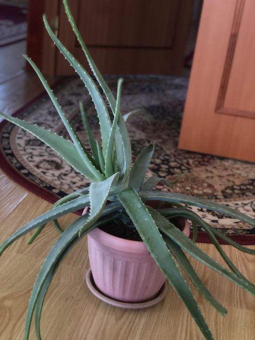 продам алое веро