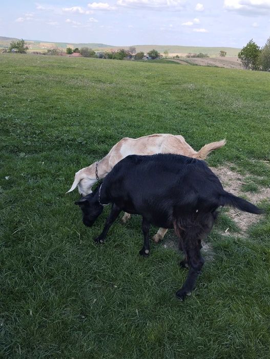 Vând capra cu lapte