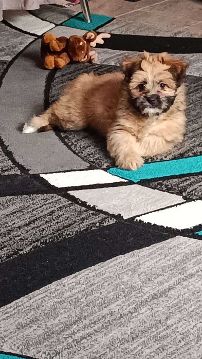 Ofer spre adopție cățel shih tzu