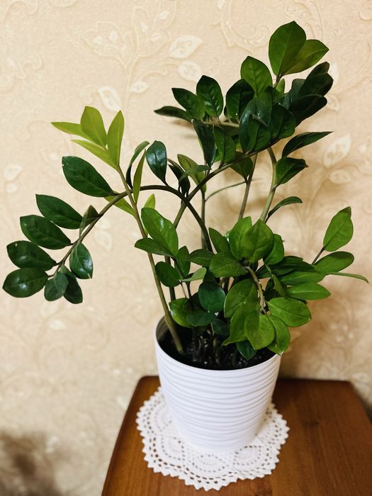 «Евродерево» - Замиокулькас