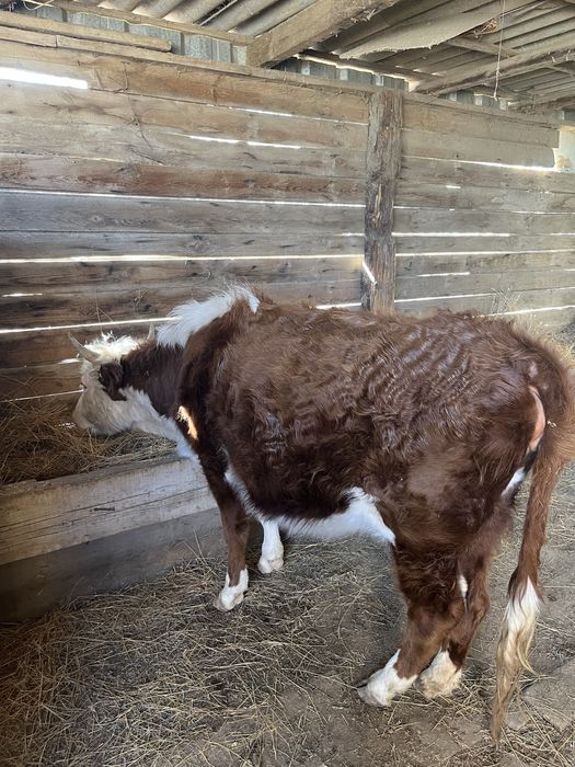 Буаз сиыр сатылады