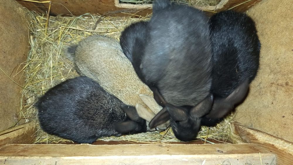 Крольчата ,кролики