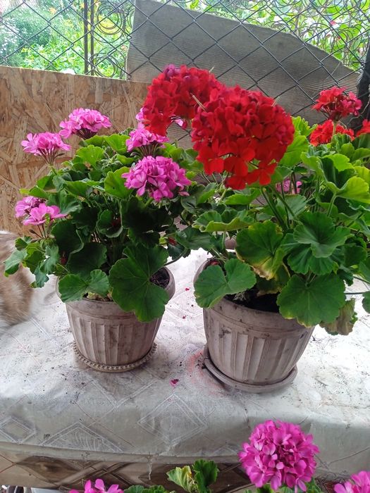 Продам цветы георгины в горшке