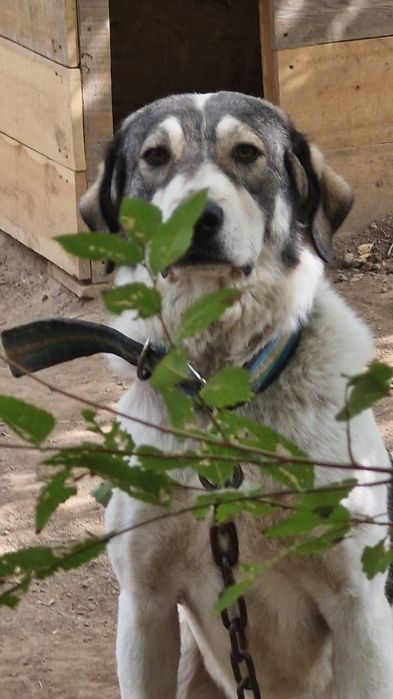 ПорОдиСтыЕ соБаЧки в приюте