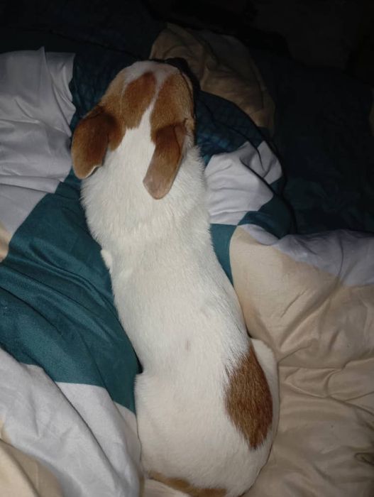 Собака чхвахува малчик