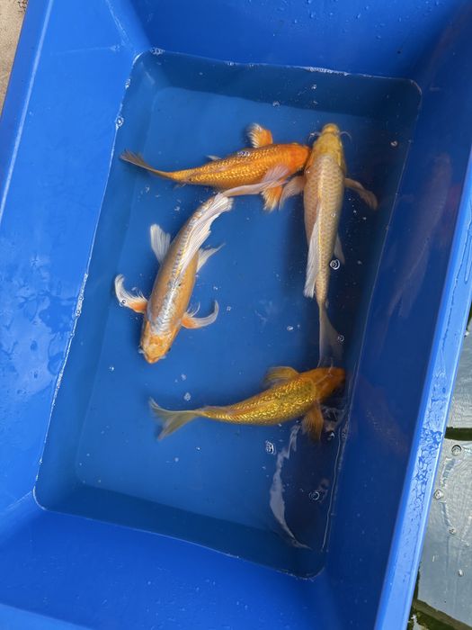 Crap koi japonia