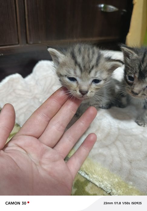 Срочно а там котят в добрые руки
