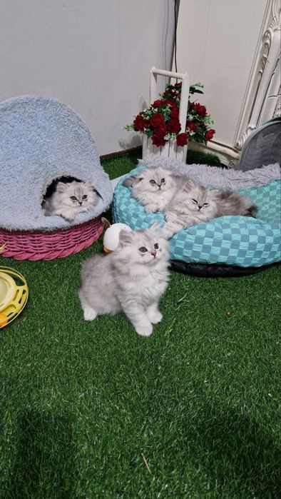 Срочно сотилади хайланд серебристый шиншила