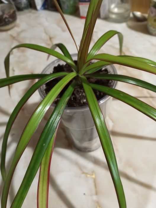 Комнатные цветы продам