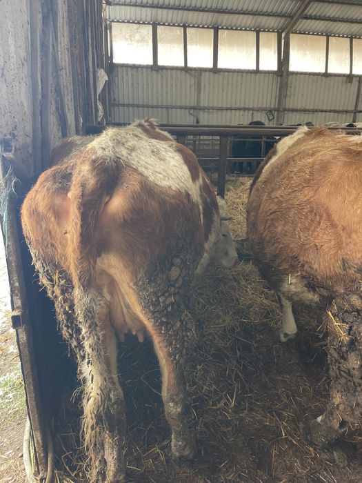 Vand 2 vaci tinere de lapte pentru pretentiosi