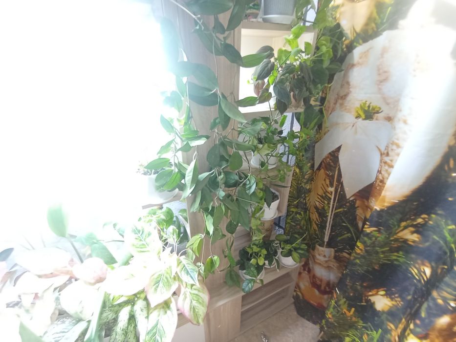 Комнатные растения