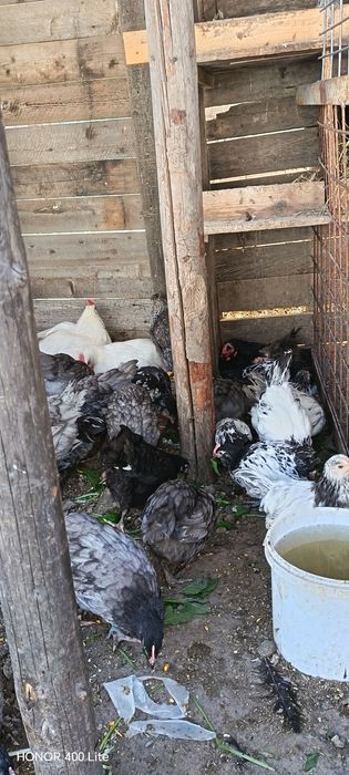 Cocoșei australorp