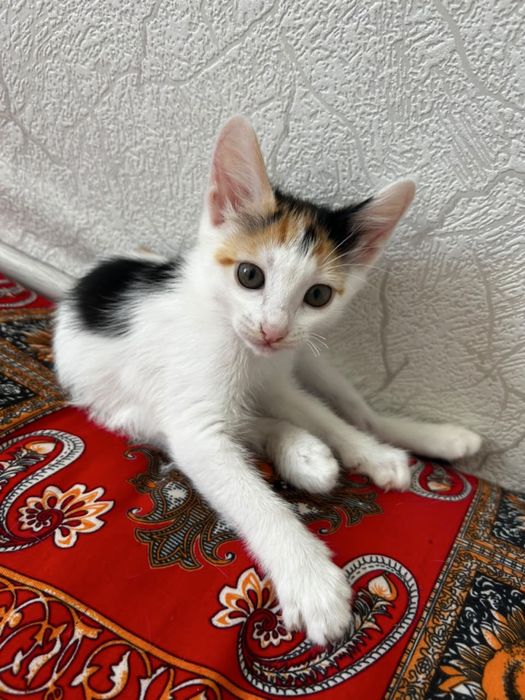 Отдам котека в добрые руки