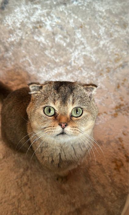 Scotsh fold mushuk vyazka