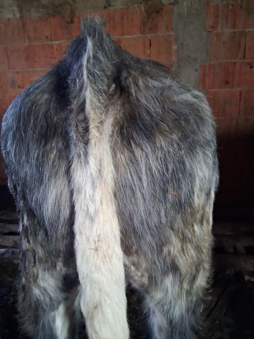 Viței de rasa angus și belgian