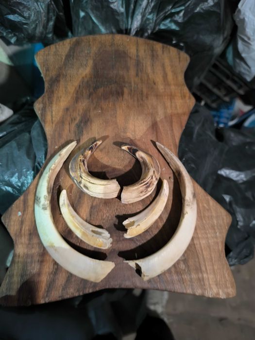 Trofeu știucă, trofeu colți mistreț și porthart original