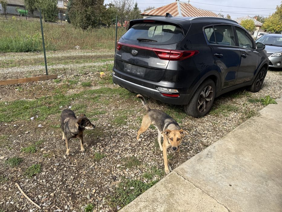 Donez doi căței