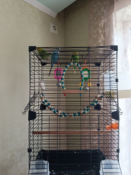 Продаю попугайчики