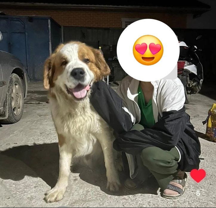 Московская сторожевая