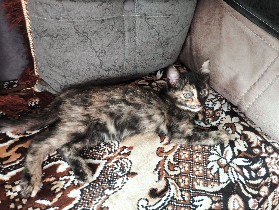 Милые котята в добрые руки