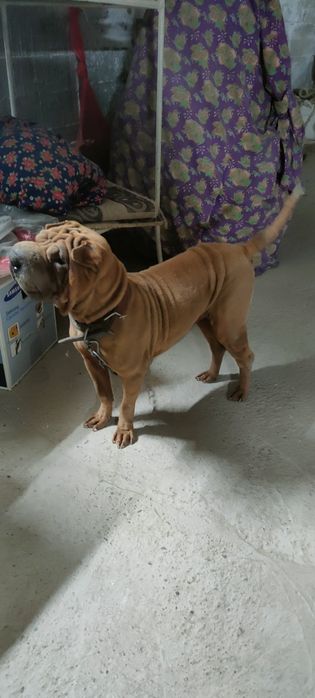 Paroda sharpey 1 yosh