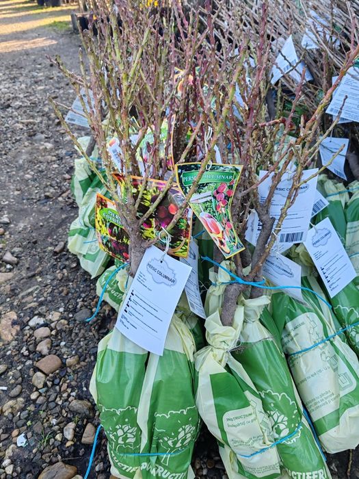 Pomi fructiferi columnari